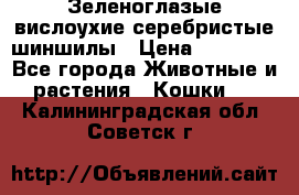 Зеленоглазые вислоухие серебристые шиншилы › Цена ­ 20 000 - Все города Животные и растения » Кошки   . Калининградская обл.,Советск г.